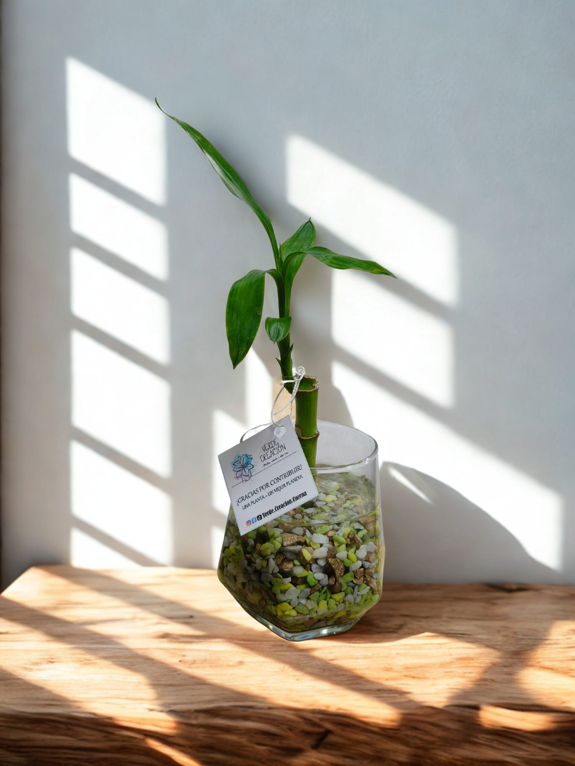Plantas en agua - Imagen 2