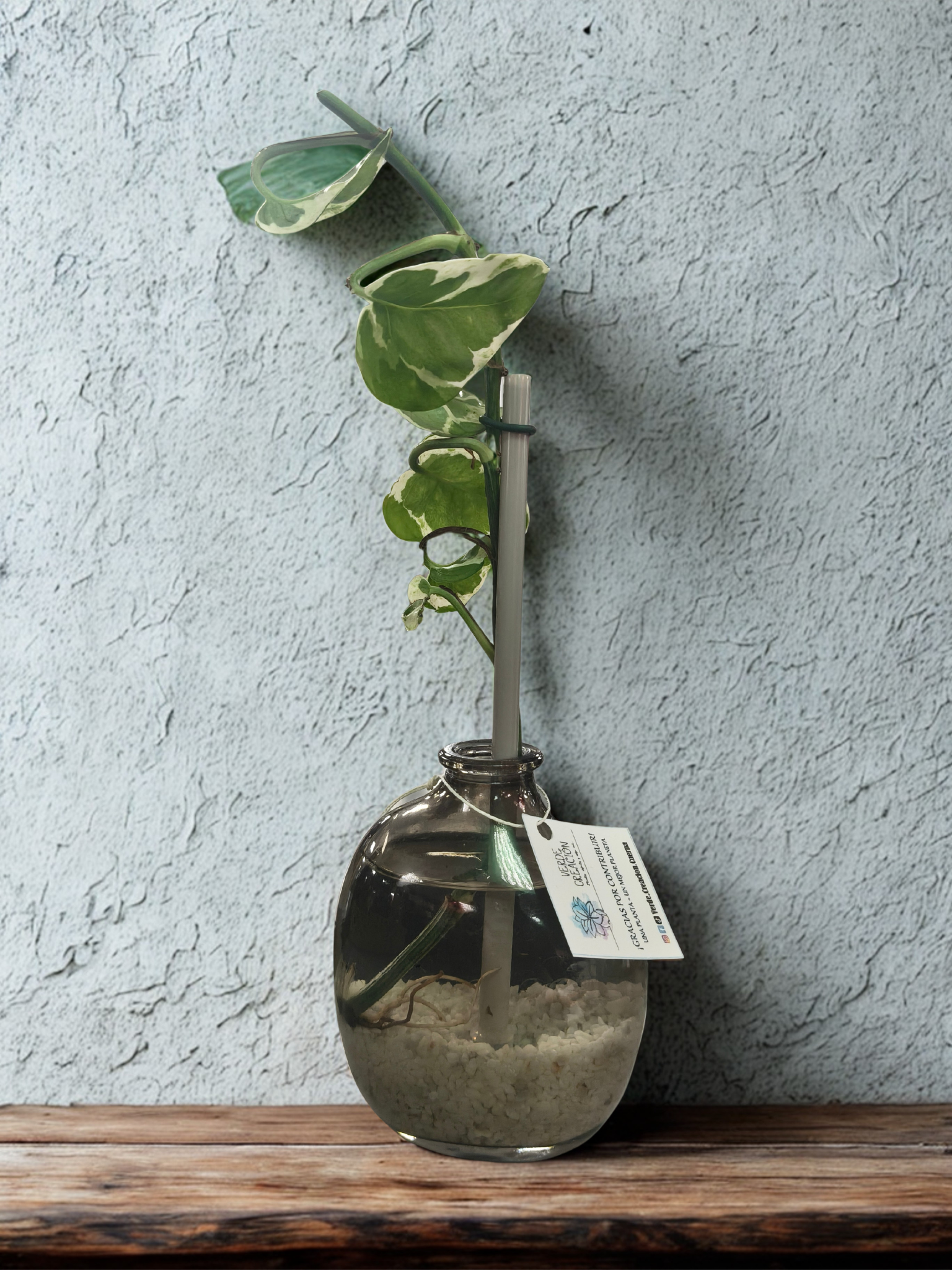 Plantas en agua - Imagen 5
