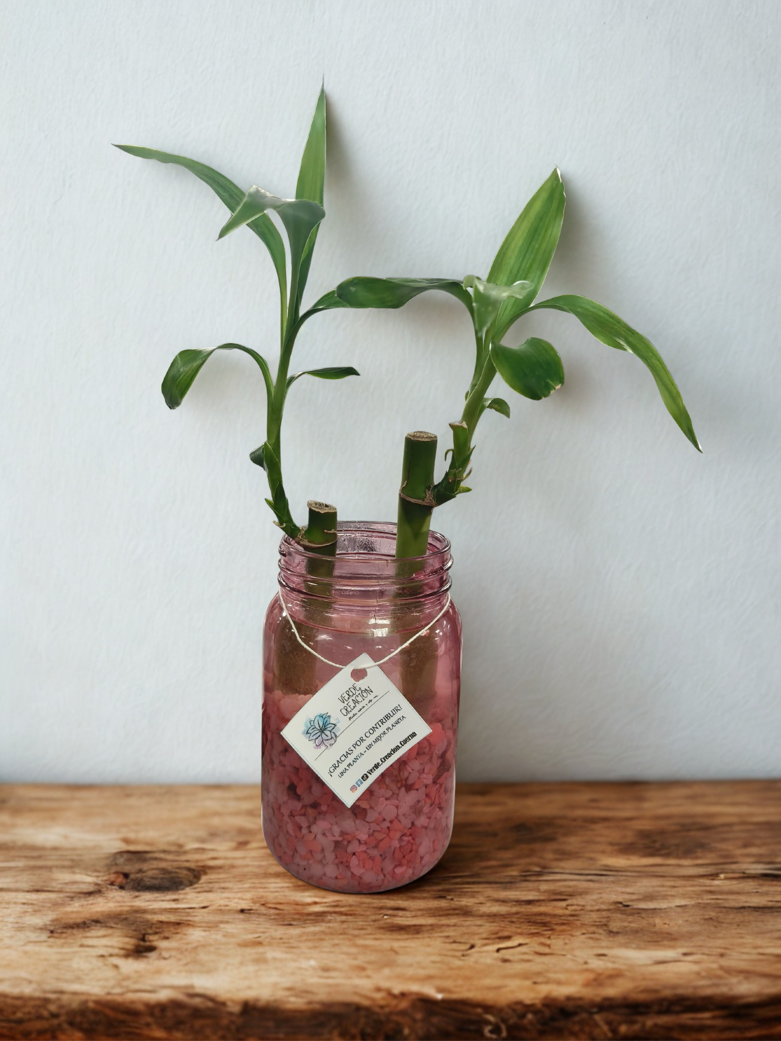Plantas en agua - Imagen 4