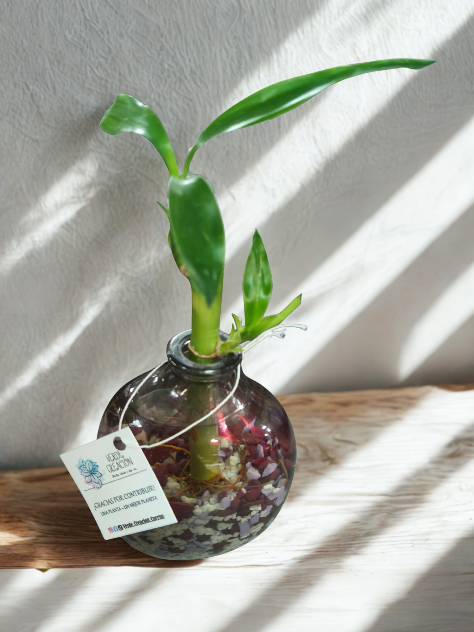 Plantas en agua - Imagen 3