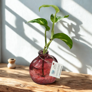 Plantas en agua