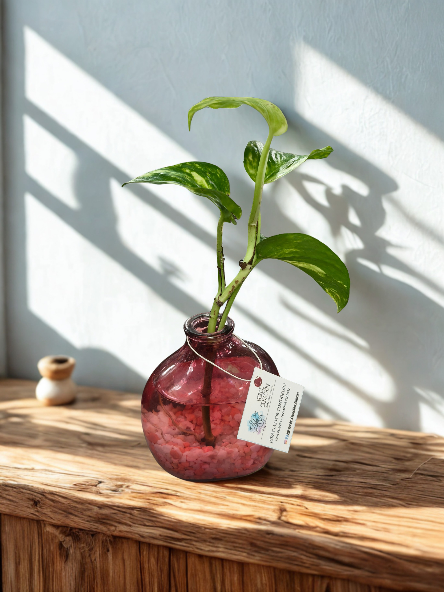 Plantas en agua